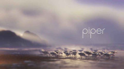فيلم Piper 2016 مترجم كامل HD